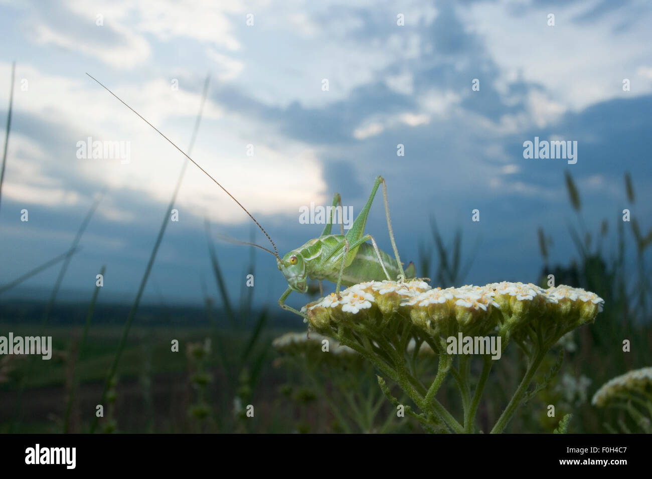 Bush mouchetée cricket (Leptophyes moricei) sur Mille Collines Umbelliferae, régions, le nord-ouest de la Moldavie, juin 2009 Banque D'Images