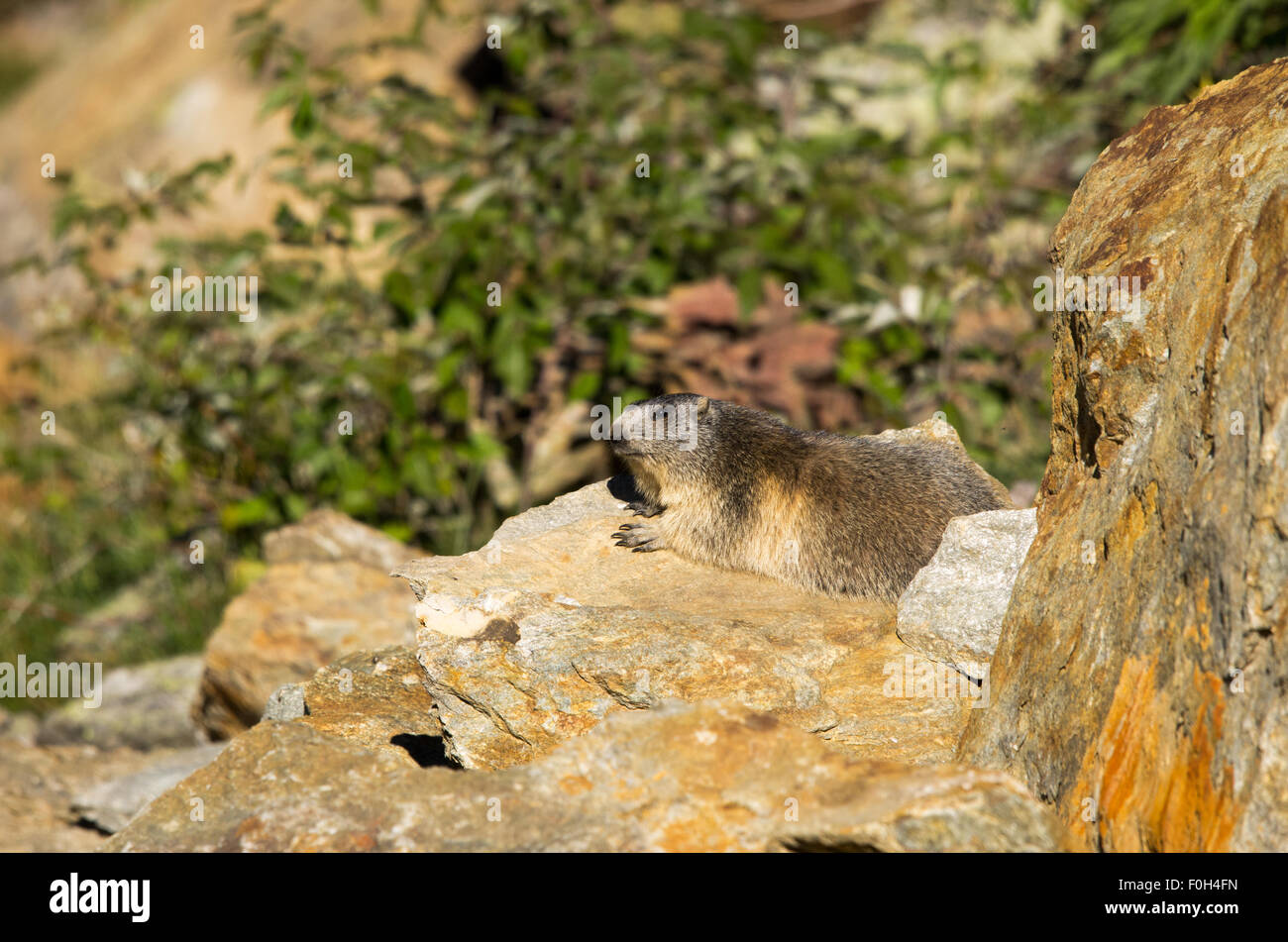 Portrait de la marmotte de l'isolé tandis que les bâillements, marmotte, marmotte des Alpes italiennes Banque D'Images