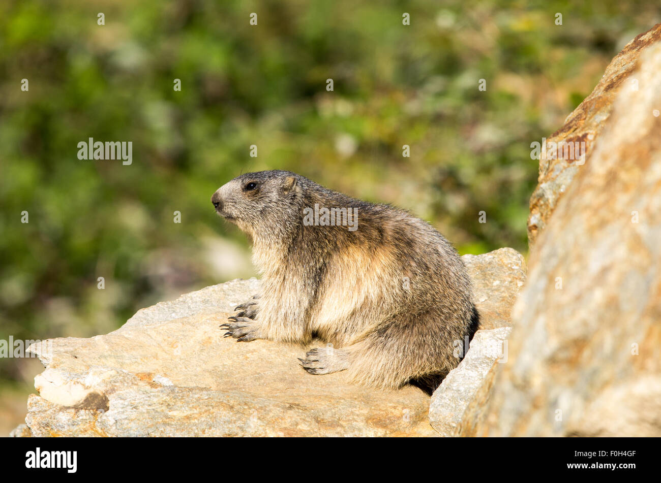 Portrait de la marmotte de l'isolé tandis que les bâillements, marmotte, marmotte des Alpes italiennes Banque D'Images