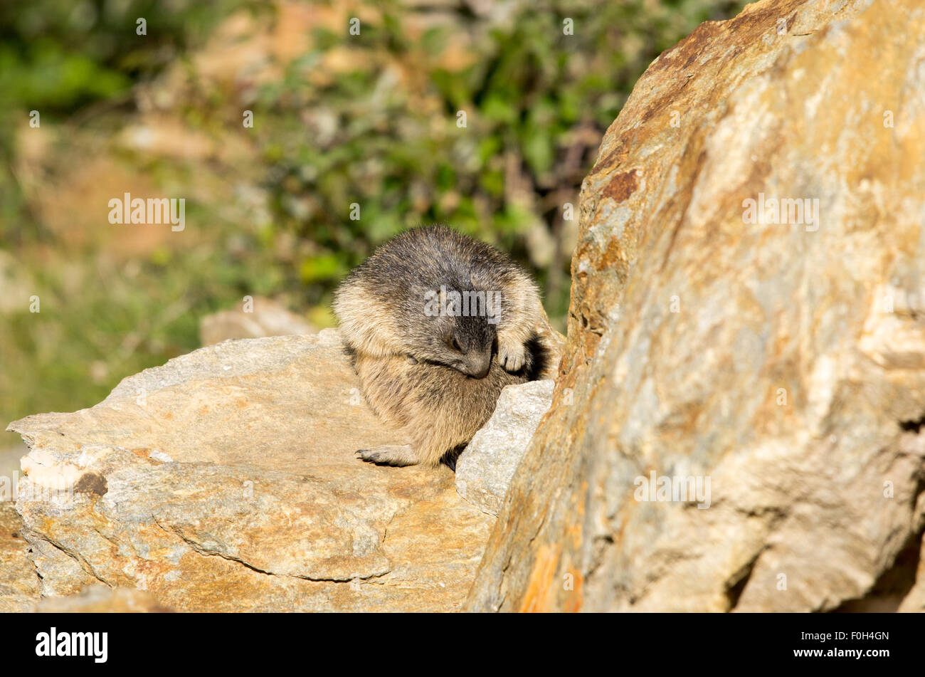 Portrait de la marmotte de l'isolé tandis que les bâillements, marmotte, marmotte des Alpes italiennes Banque D'Images