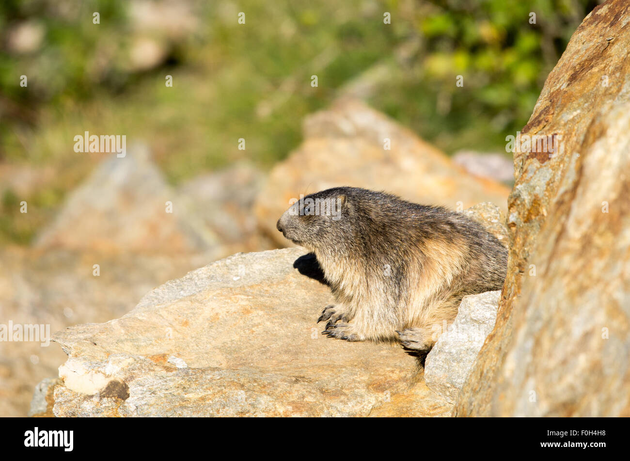 Portrait de la marmotte de l'isolé tandis que les bâillements, marmotte, marmotte des Alpes italiennes Banque D'Images