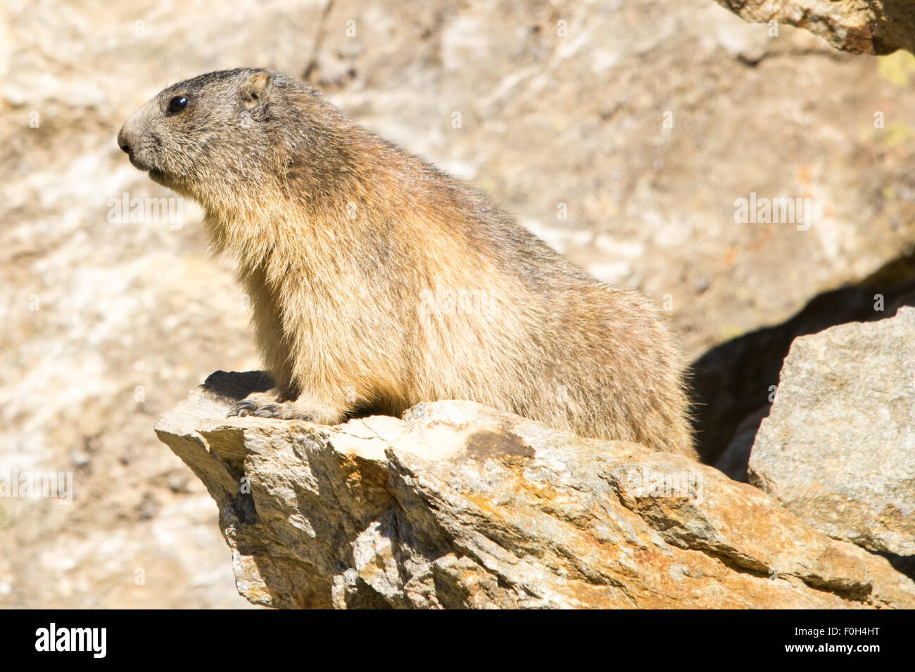 Portrait de la marmotte de l'isolé tandis que les bâillements, marmotte, marmotte des Alpes italiennes Banque D'Images