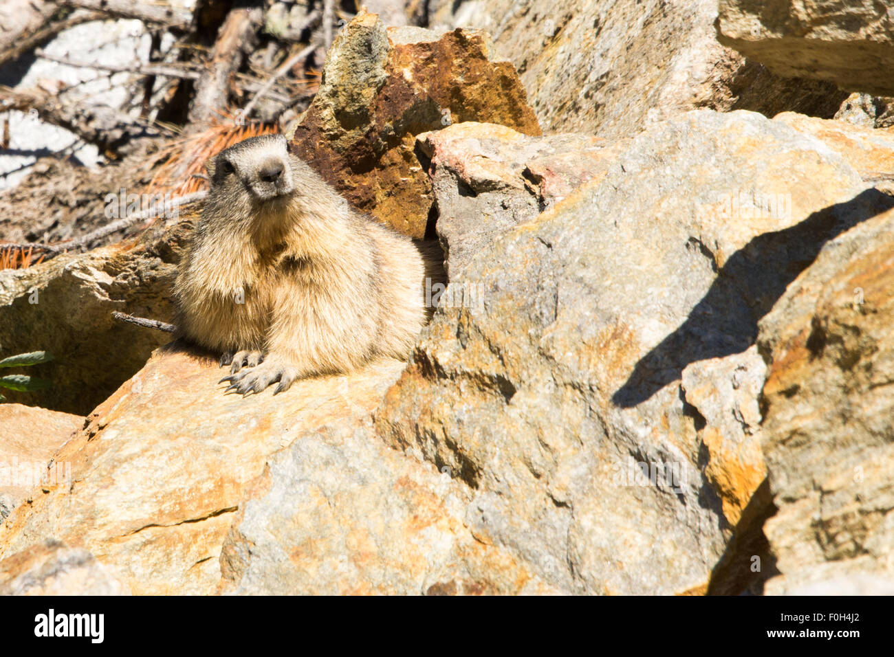 Portrait de la marmotte de l'isolé tandis que les bâillements, marmotte, marmotte des Alpes italiennes Banque D'Images