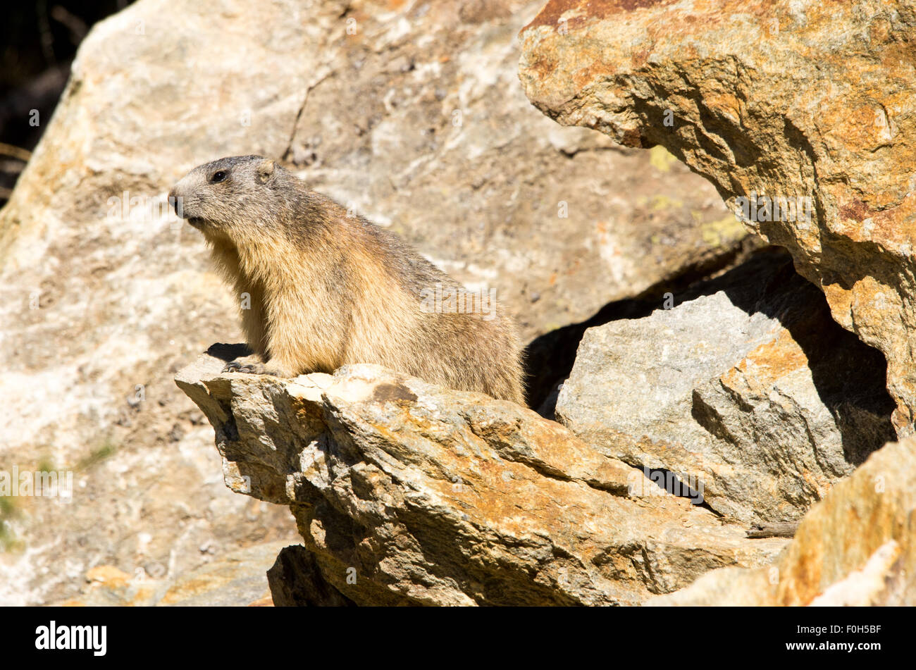 Portrait de la marmotte de l'isolé tandis que les bâillements, marmotte, marmotte des Alpes italiennes Banque D'Images