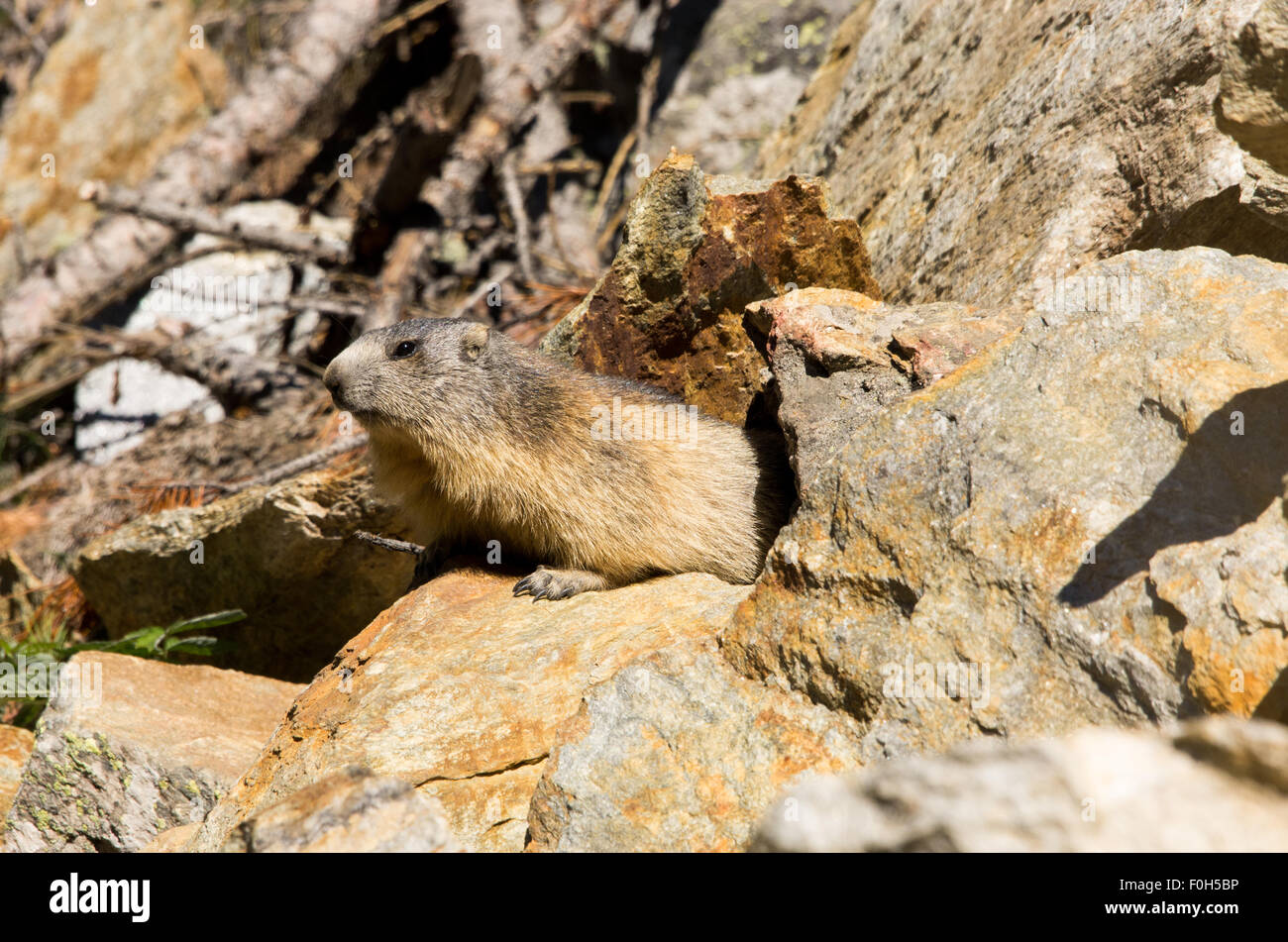 Portrait de la marmotte de l'isolé tandis que les bâillements, marmotte, marmotte des Alpes italiennes Banque D'Images