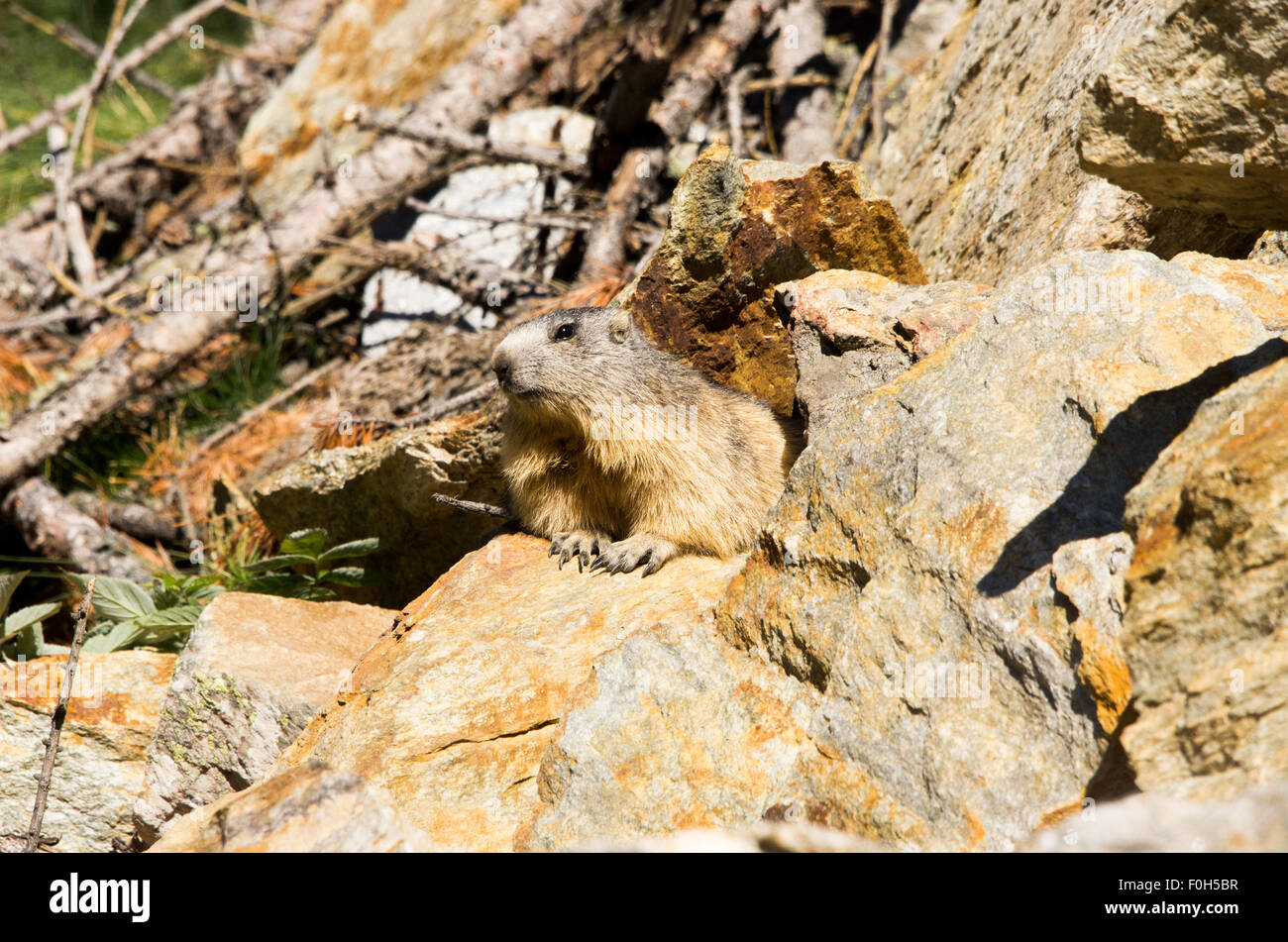 Portrait de la marmotte de l'isolé tandis que les bâillements, marmotte, marmotte des Alpes italiennes Banque D'Images