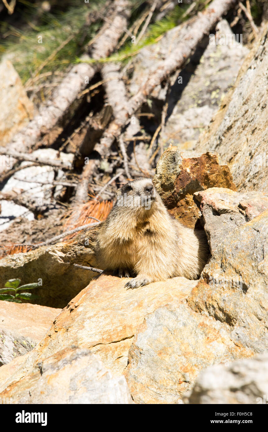 Portrait de la marmotte de l'isolé tandis que les bâillements, marmotte, marmotte des Alpes italiennes Banque D'Images