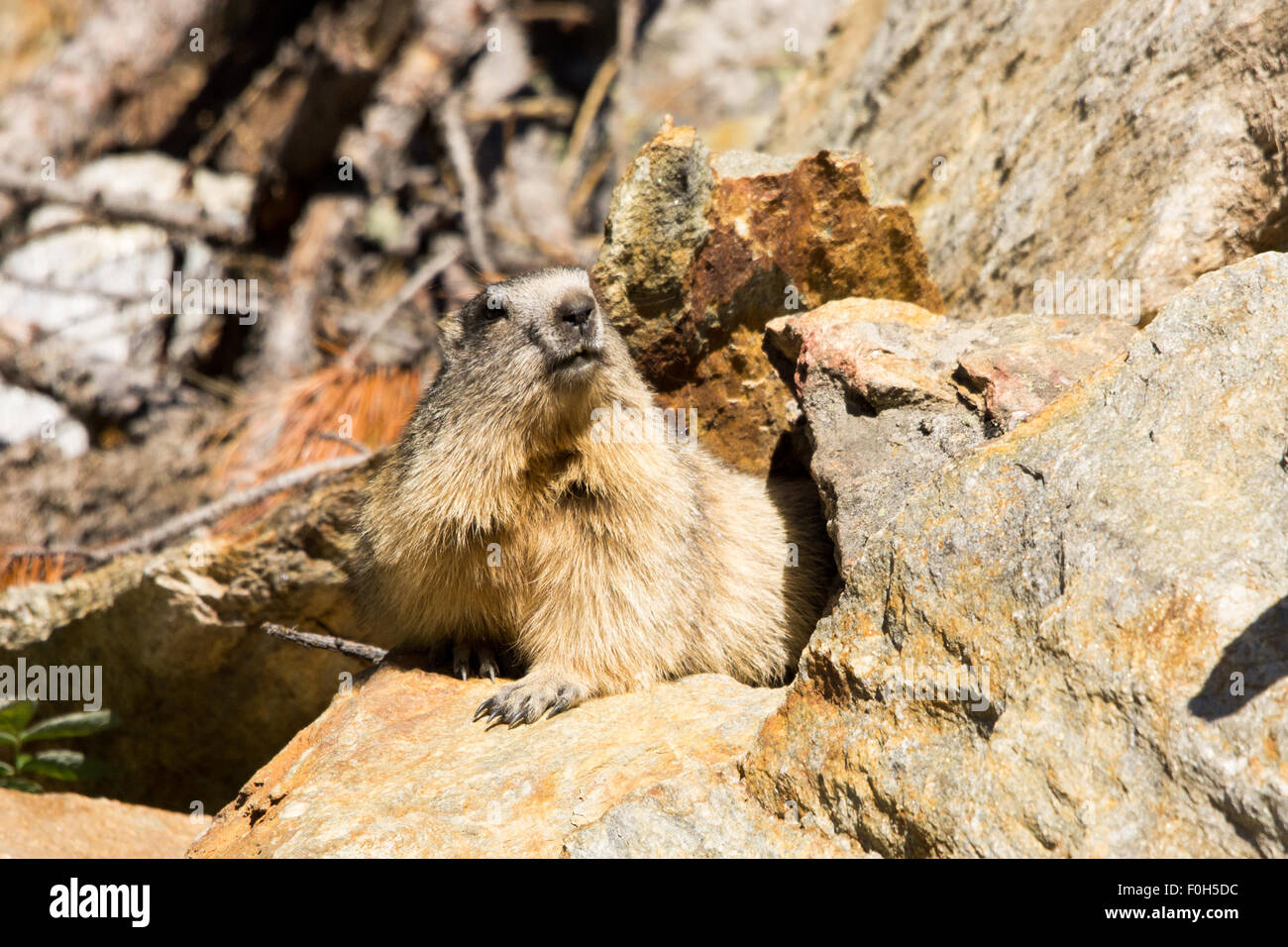 Portrait de la marmotte de l'isolé tandis que les bâillements, marmotte, marmotte des Alpes italiennes Banque D'Images