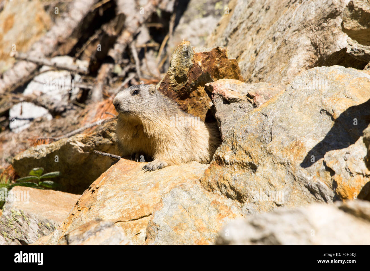 Portrait de la marmotte de l'isolé tandis que les bâillements, marmotte, marmotte des Alpes italiennes Banque D'Images