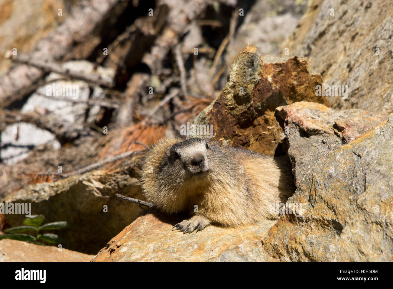 Portrait de la marmotte de l'isolé tandis que les bâillements, marmotte, marmotte des Alpes italiennes Banque D'Images