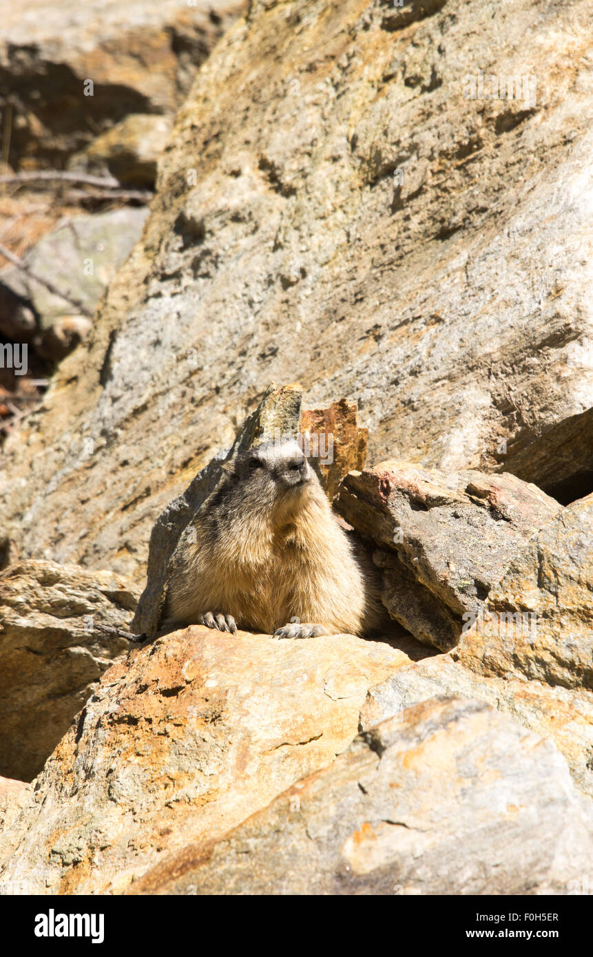 Portrait de la marmotte de l'isolé tandis que les bâillements, marmotte, marmotte des Alpes italiennes Banque D'Images