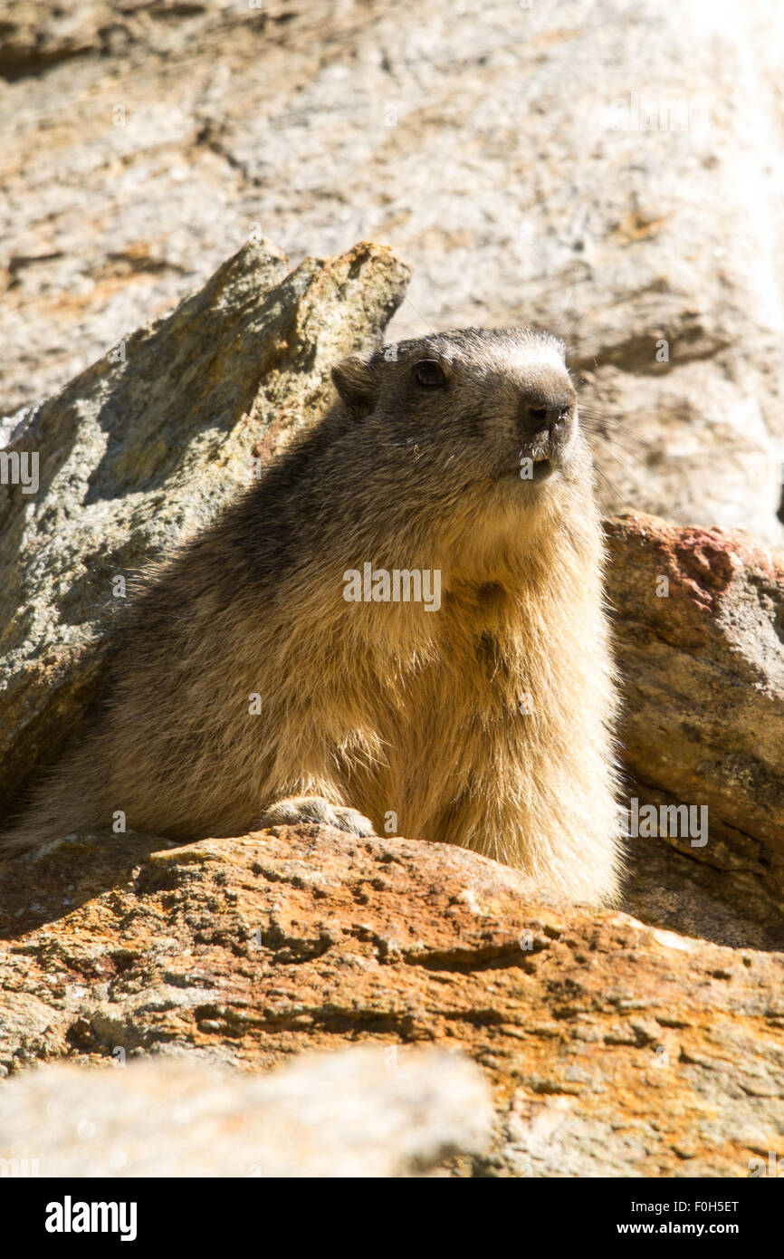 Portrait de la marmotte de l'isolé tandis que les bâillements, marmotte, marmotte des Alpes italiennes Banque D'Images