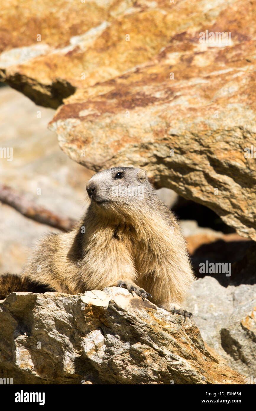 Portrait de la marmotte de l'isolé tandis que les bâillements, marmotte, marmotte des Alpes italiennes Banque D'Images