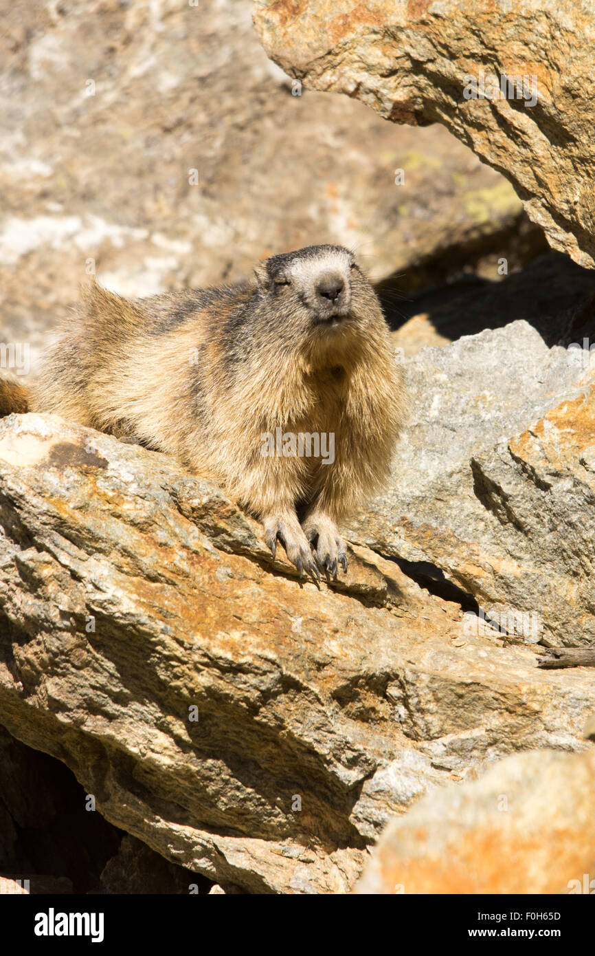 Portrait de la marmotte de l'isolé tandis que les bâillements, marmotte, marmotte des Alpes italiennes Banque D'Images