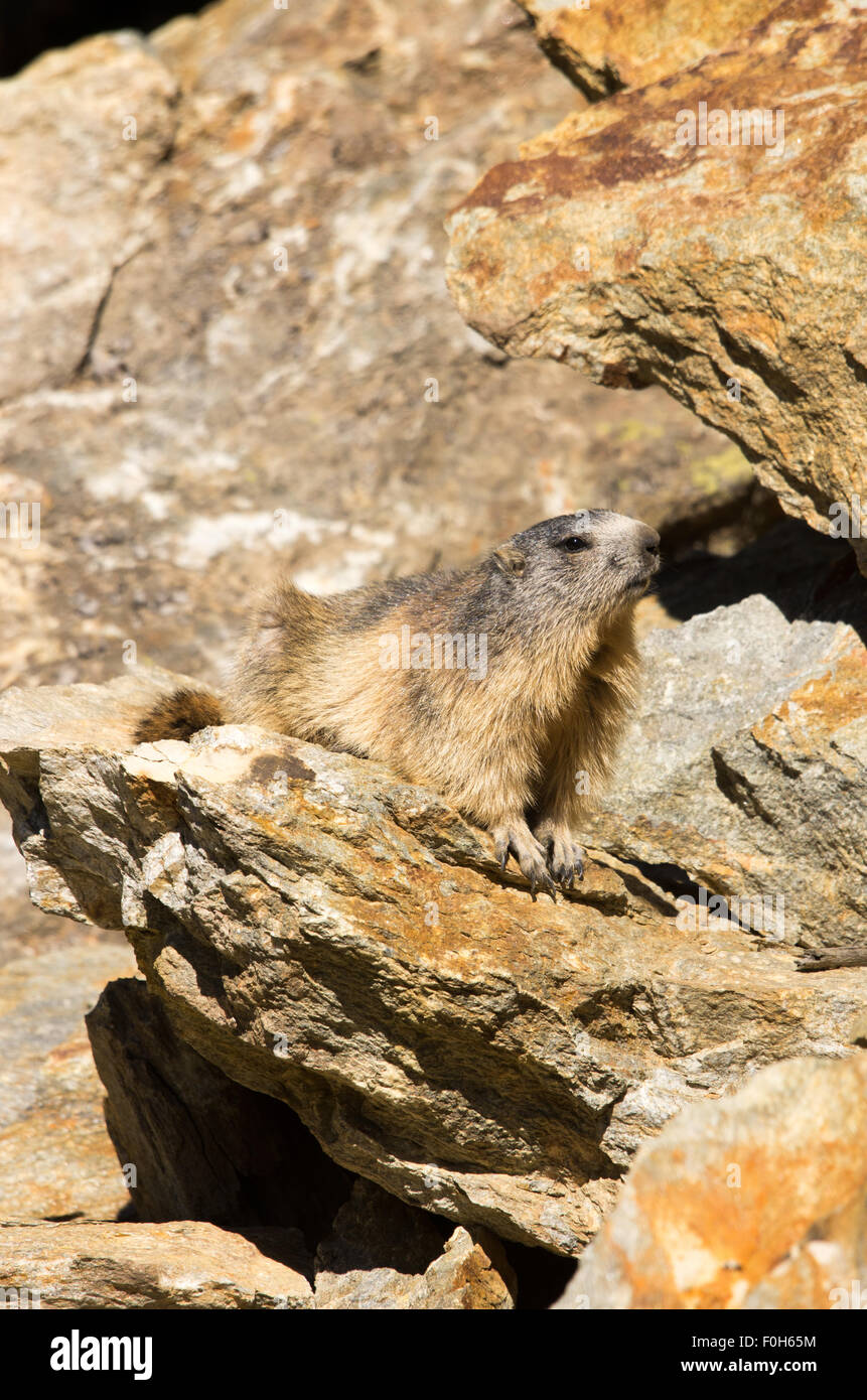 Portrait de la marmotte de l'isolé tandis que les bâillements, marmotte, marmotte des Alpes italiennes Banque D'Images