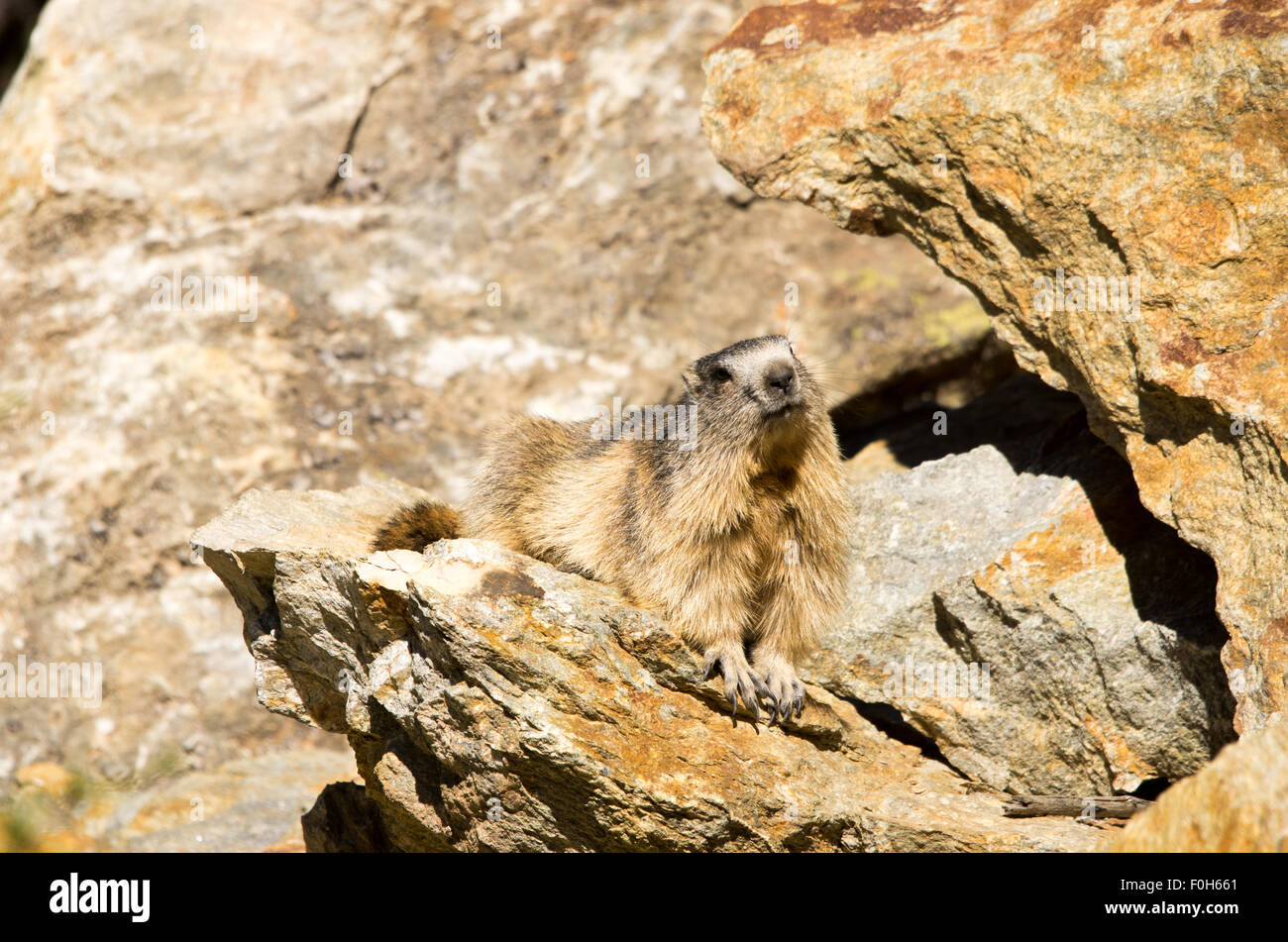 Portrait de la marmotte de l'isolé tandis que les bâillements, marmotte, marmotte des Alpes italiennes Banque D'Images