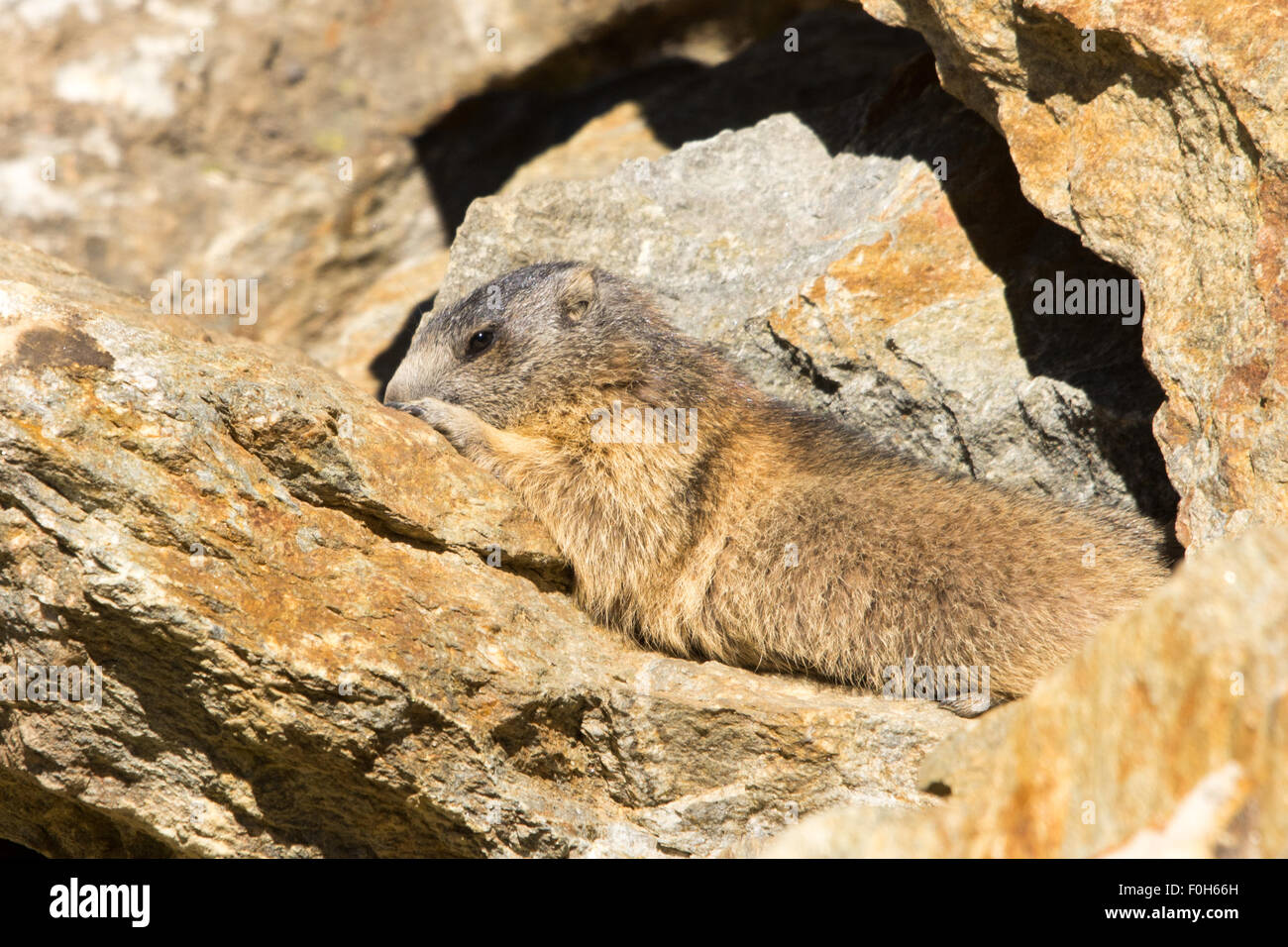 Portrait de la marmotte de l'isolé tandis que les bâillements, marmotte, marmotte des Alpes italiennes Banque D'Images