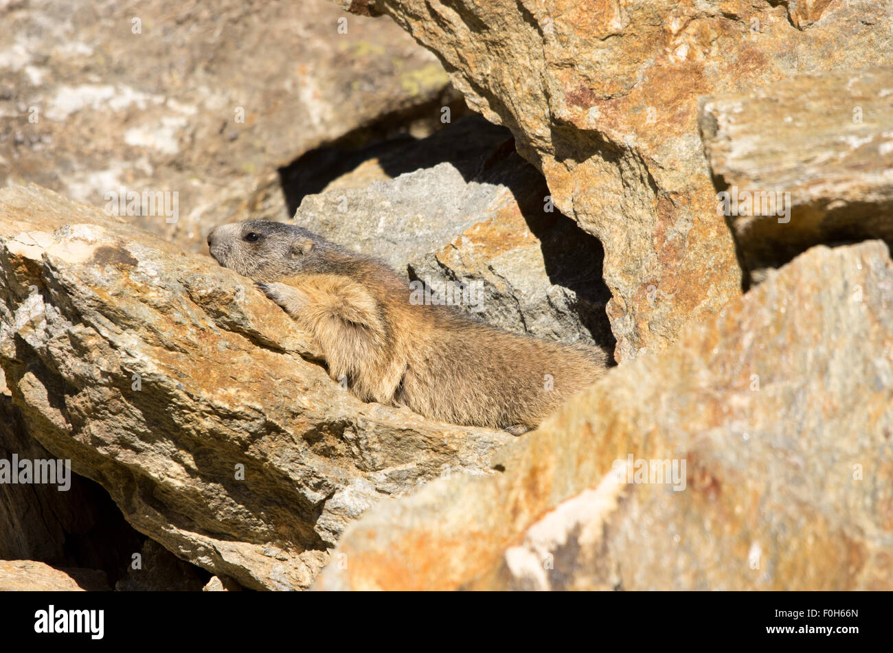 Portrait de la marmotte de l'isolé tandis que les bâillements, marmotte, marmotte des Alpes italiennes Banque D'Images