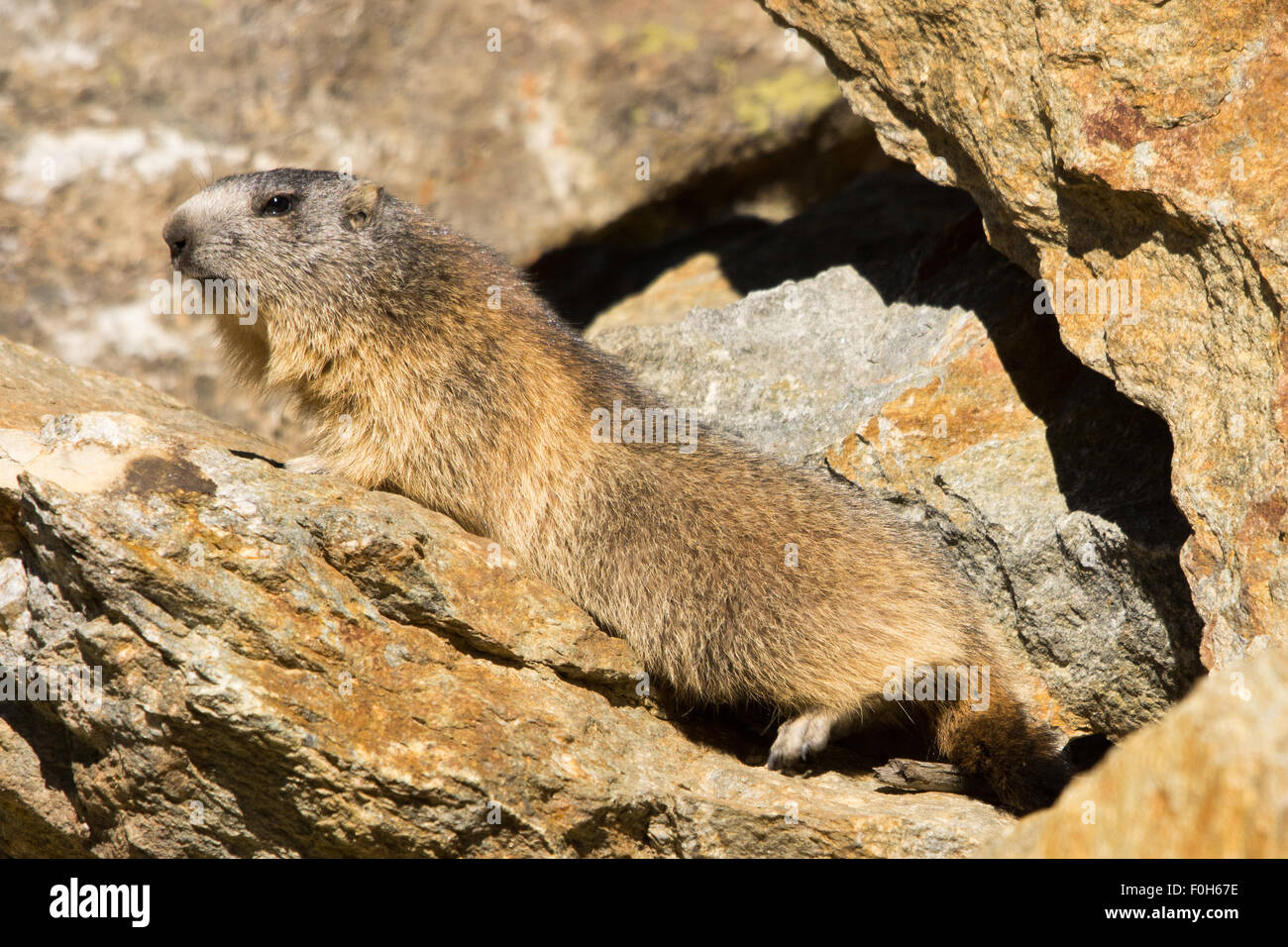 Portrait de la marmotte de l'isolé tandis que les bâillements, marmotte, marmotte des Alpes italiennes Banque D'Images