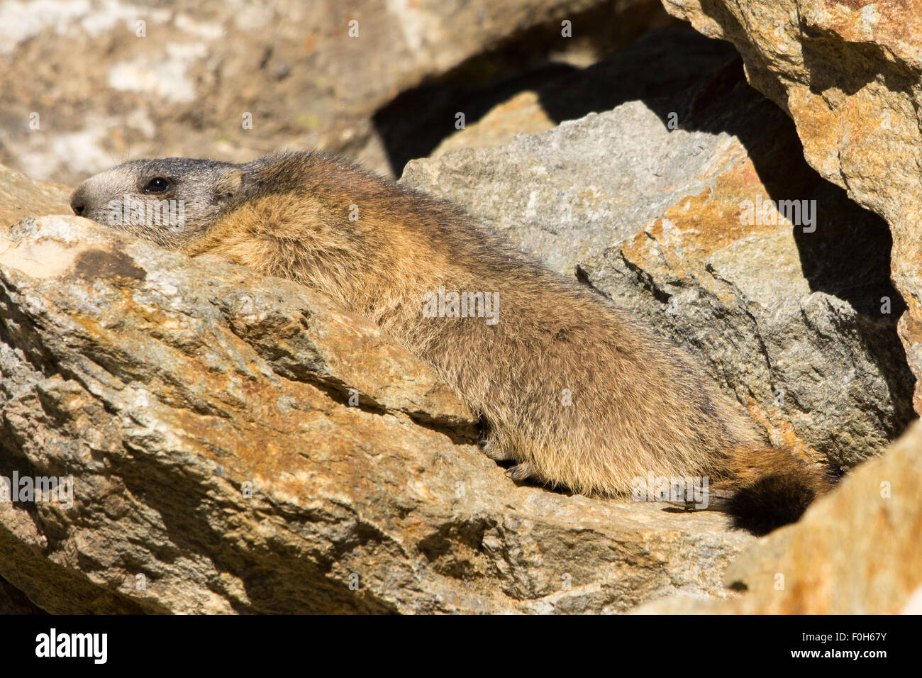 Portrait de la marmotte de l'isolé tandis que les bâillements, marmotte, marmotte des Alpes italiennes Banque D'Images