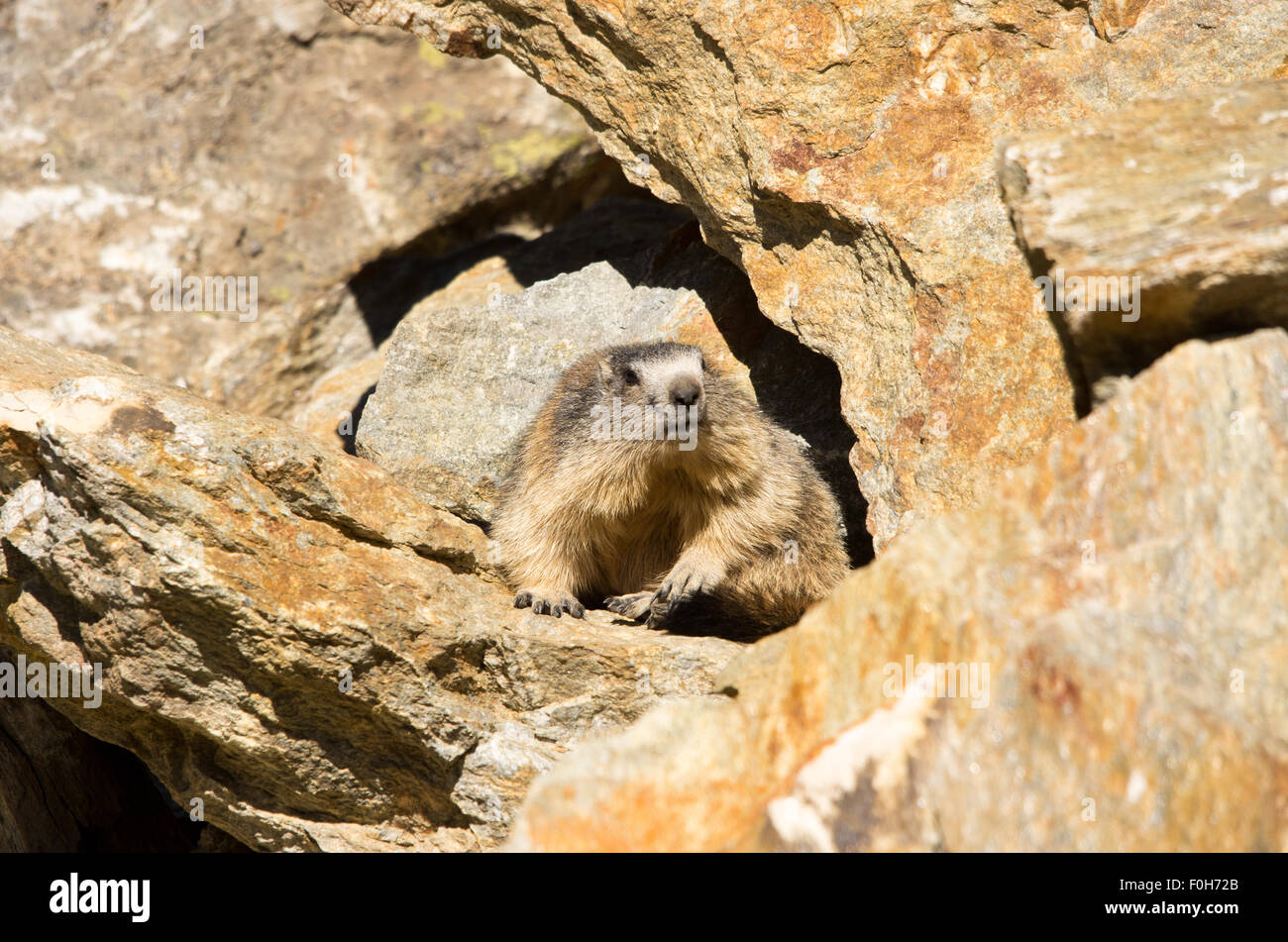 Portrait de la marmotte de l'isolé tandis que les bâillements, marmotte, marmotte des Alpes italiennes Banque D'Images