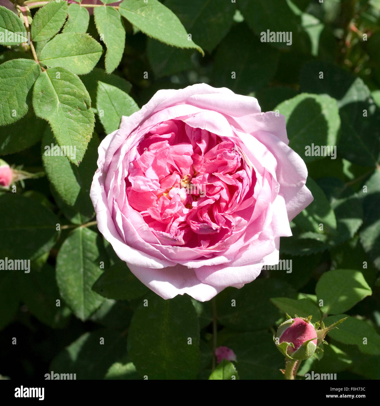 Historische Rose, Comte de Chambord, Banque D'Images