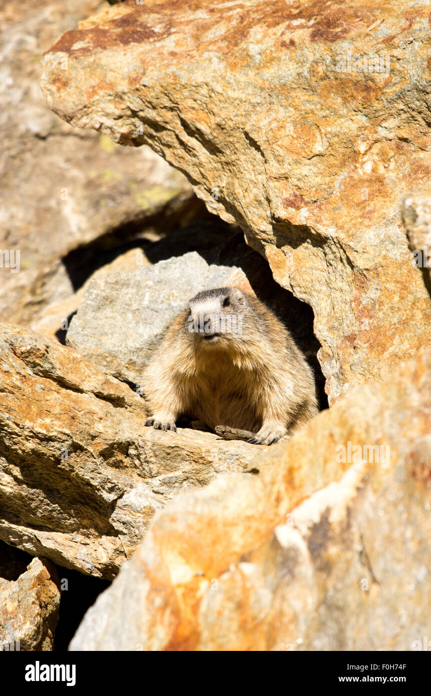 Portrait de la marmotte de l'isolé tandis que les bâillements, marmotte, marmotte des Alpes italiennes Banque D'Images