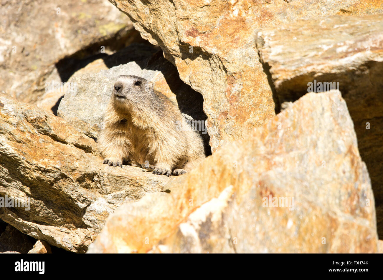 Portrait de la marmotte de l'isolé tandis que les bâillements, marmotte, marmotte des Alpes italiennes Banque D'Images