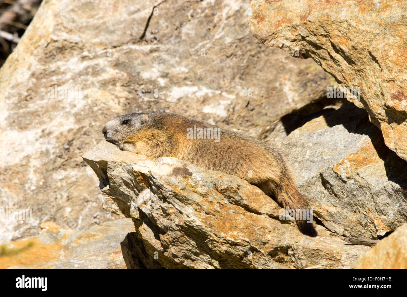 Portrait de la marmotte de l'isolé tandis que les bâillements, marmotte, marmotte des Alpes italiennes Banque D'Images