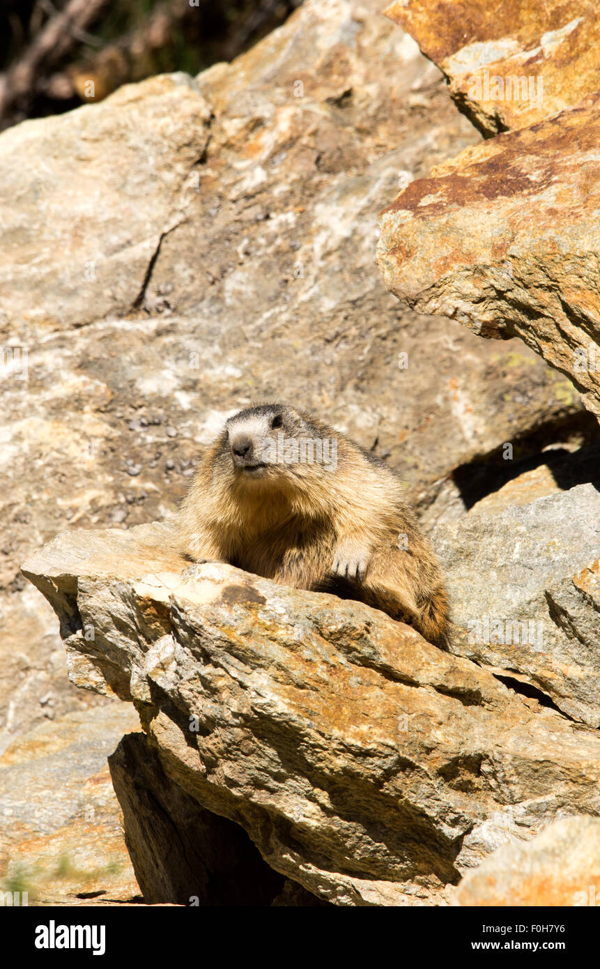 Portrait de la marmotte de l'isolé tandis que les bâillements, marmotte, marmotte des Alpes italiennes Banque D'Images