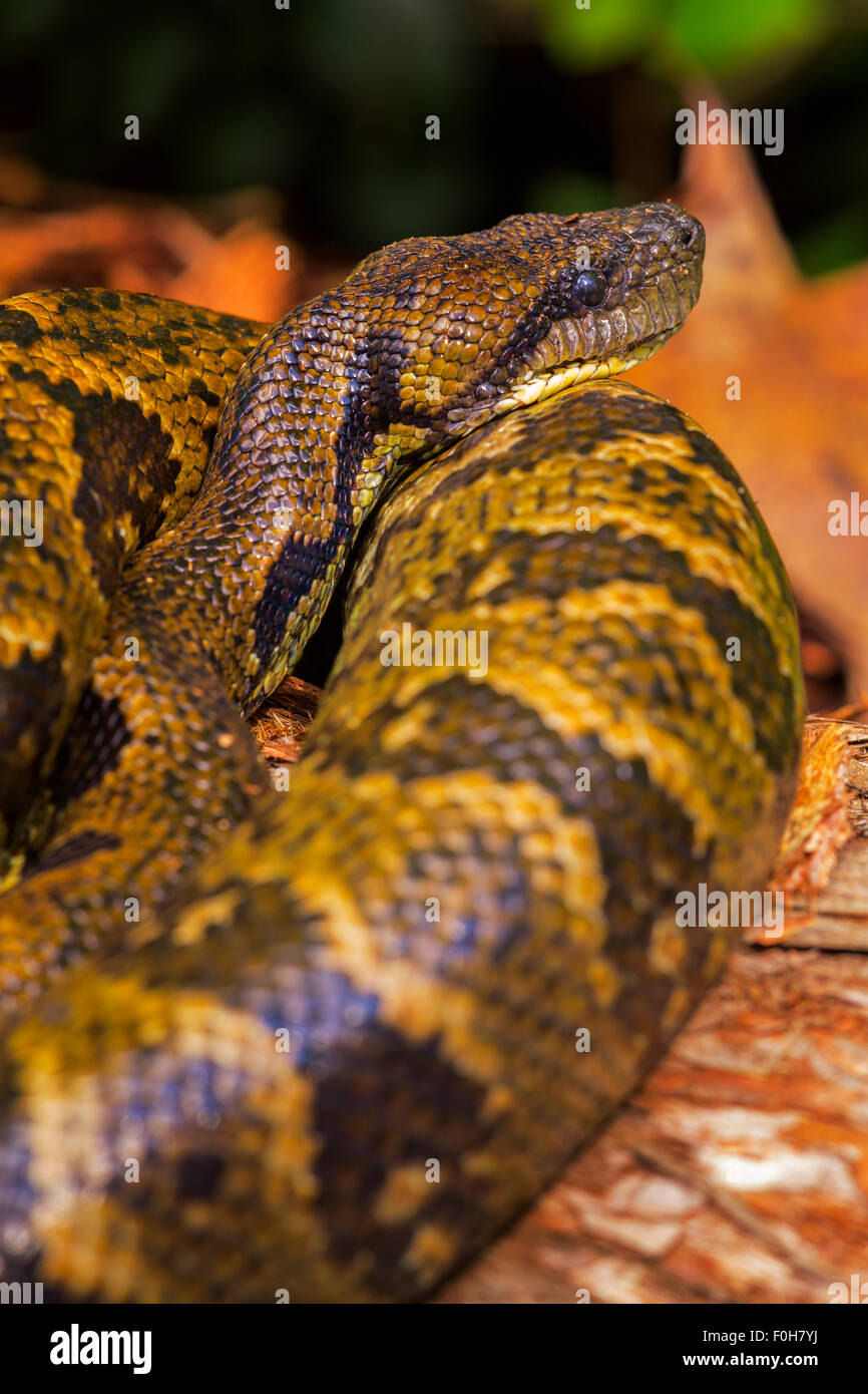 Un boa Madagascar , Parc National Mantadia Andasibe, Madagascar. Banque D'Images