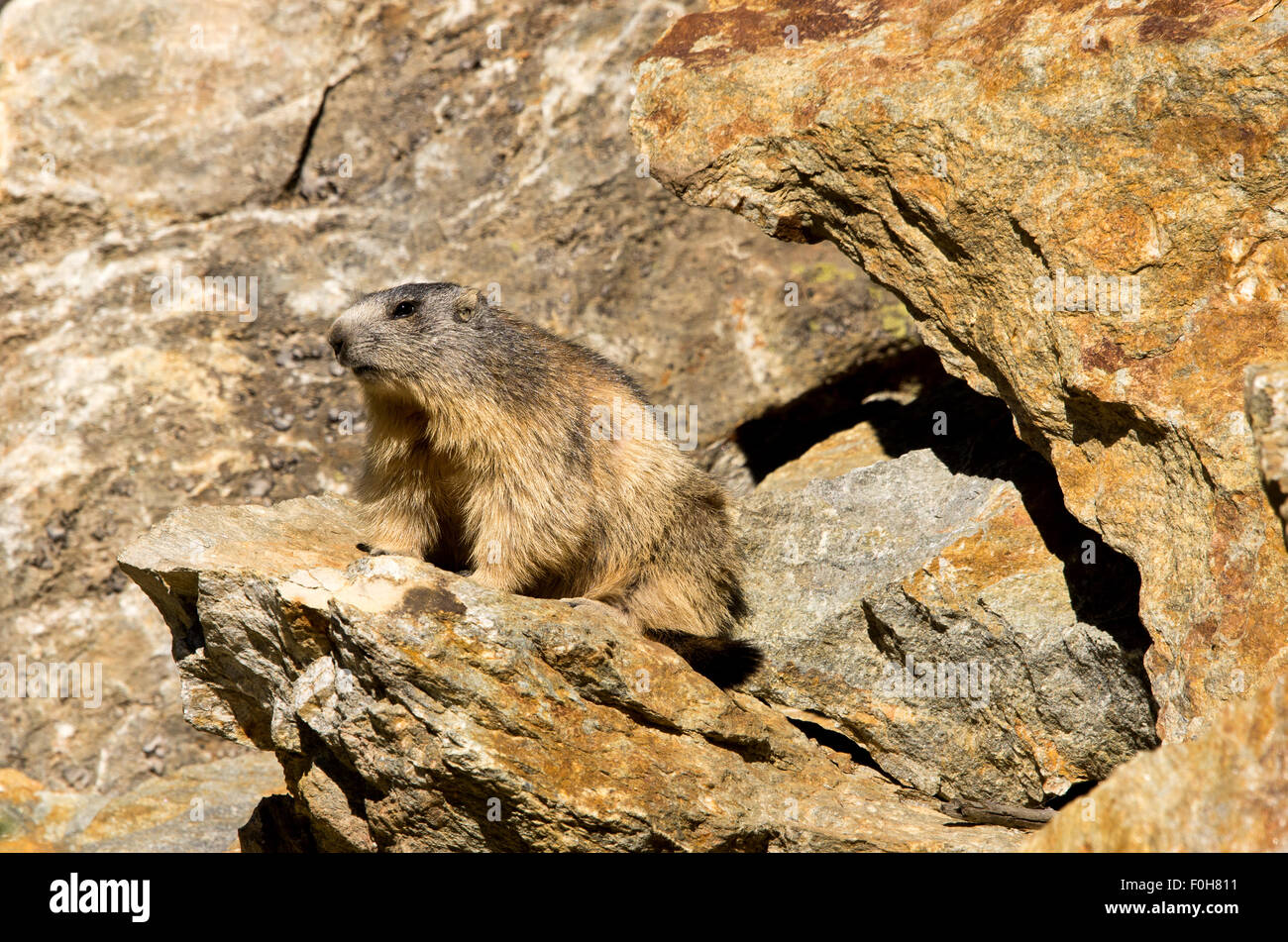 Portrait de la marmotte de l'isolé tandis que les bâillements, marmotte, marmotte des Alpes italiennes Banque D'Images