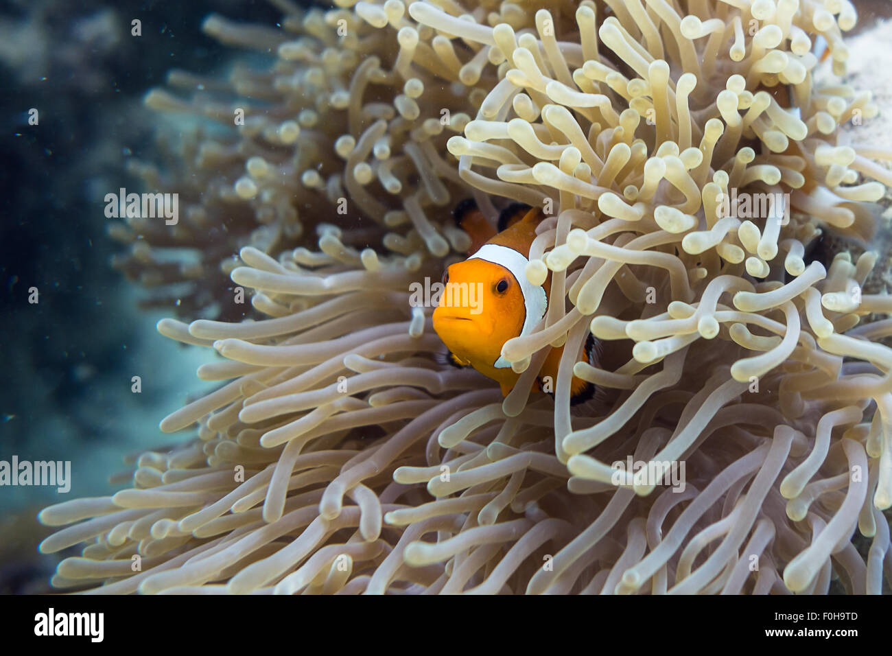 Trouver Nemo Banque D'Images