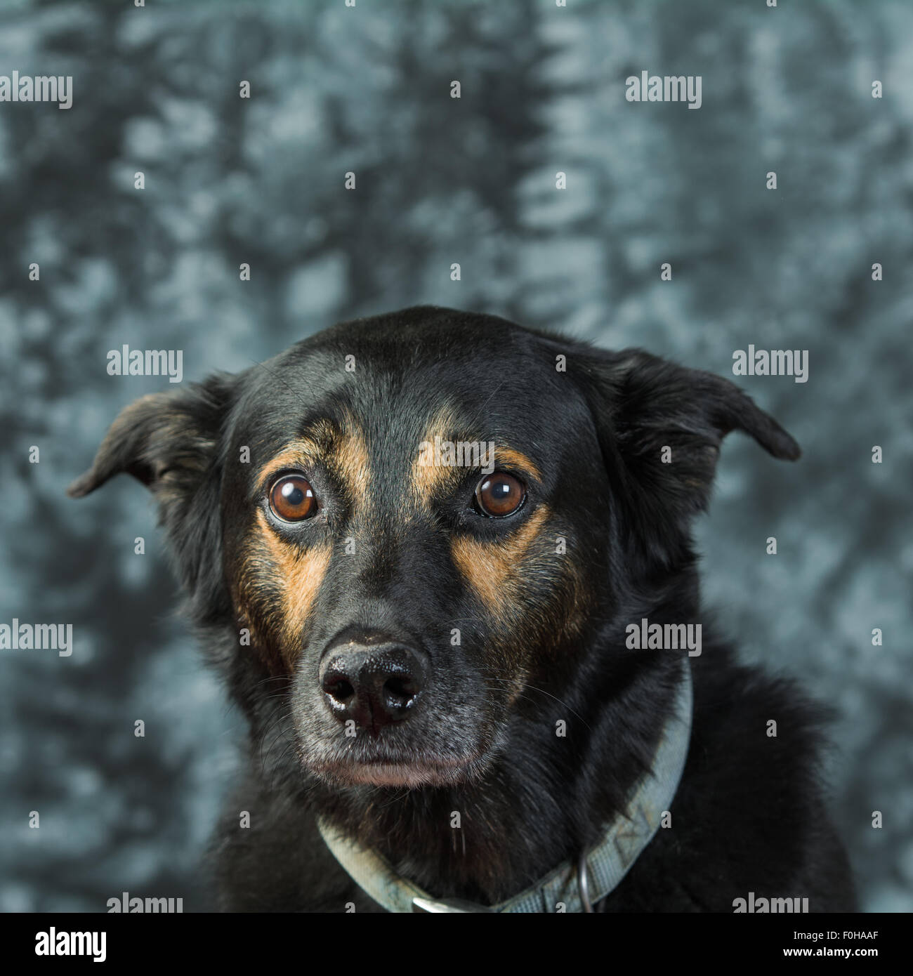 Chien noir caméra regarde tristement Banque D'Images