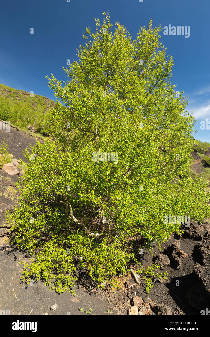 Le Betula aetnensis. Betulla dell'Etna. Bouleau. Banque D'Images