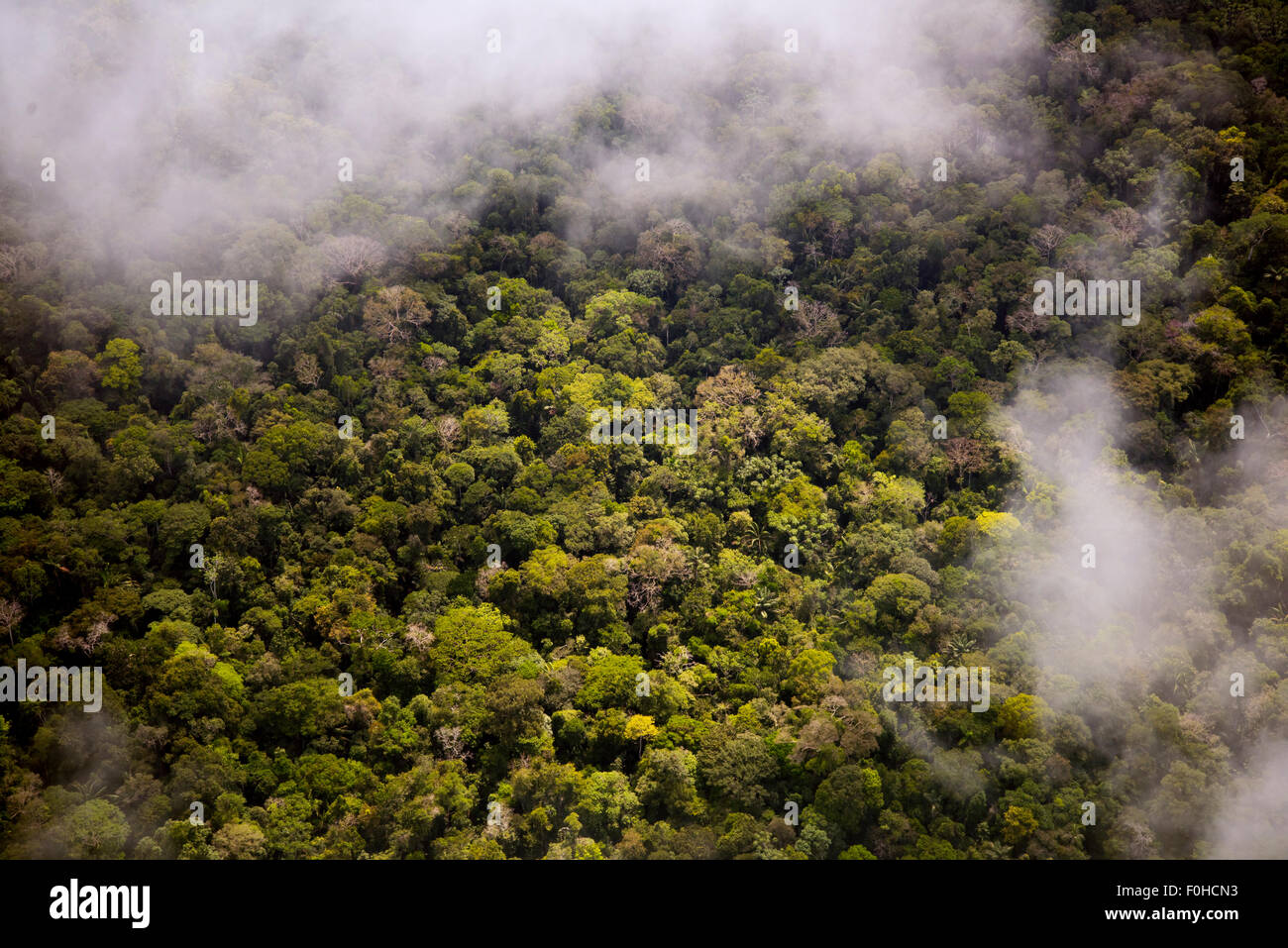 Rainforest aerial Banque D'Images