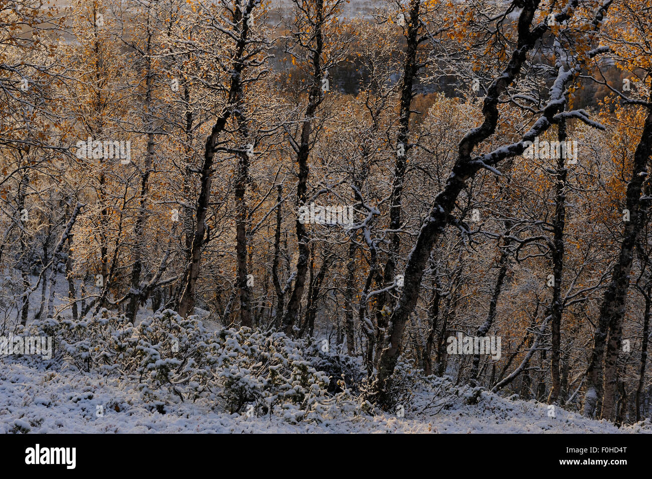 Les arbres couverts de neige légère, Forollhogna Parc National, la Norvège, septembre 2008 Banque D'Images