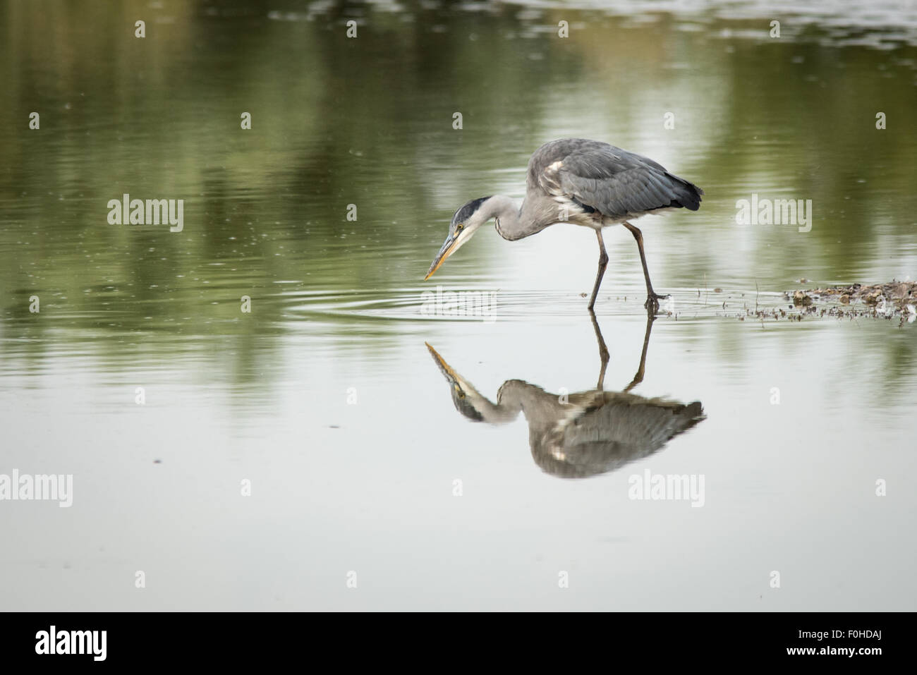 Héron cendré (Ardea cinerea) debout dans l'eau avec la réflexion, la traque le poisson Banque D'Images