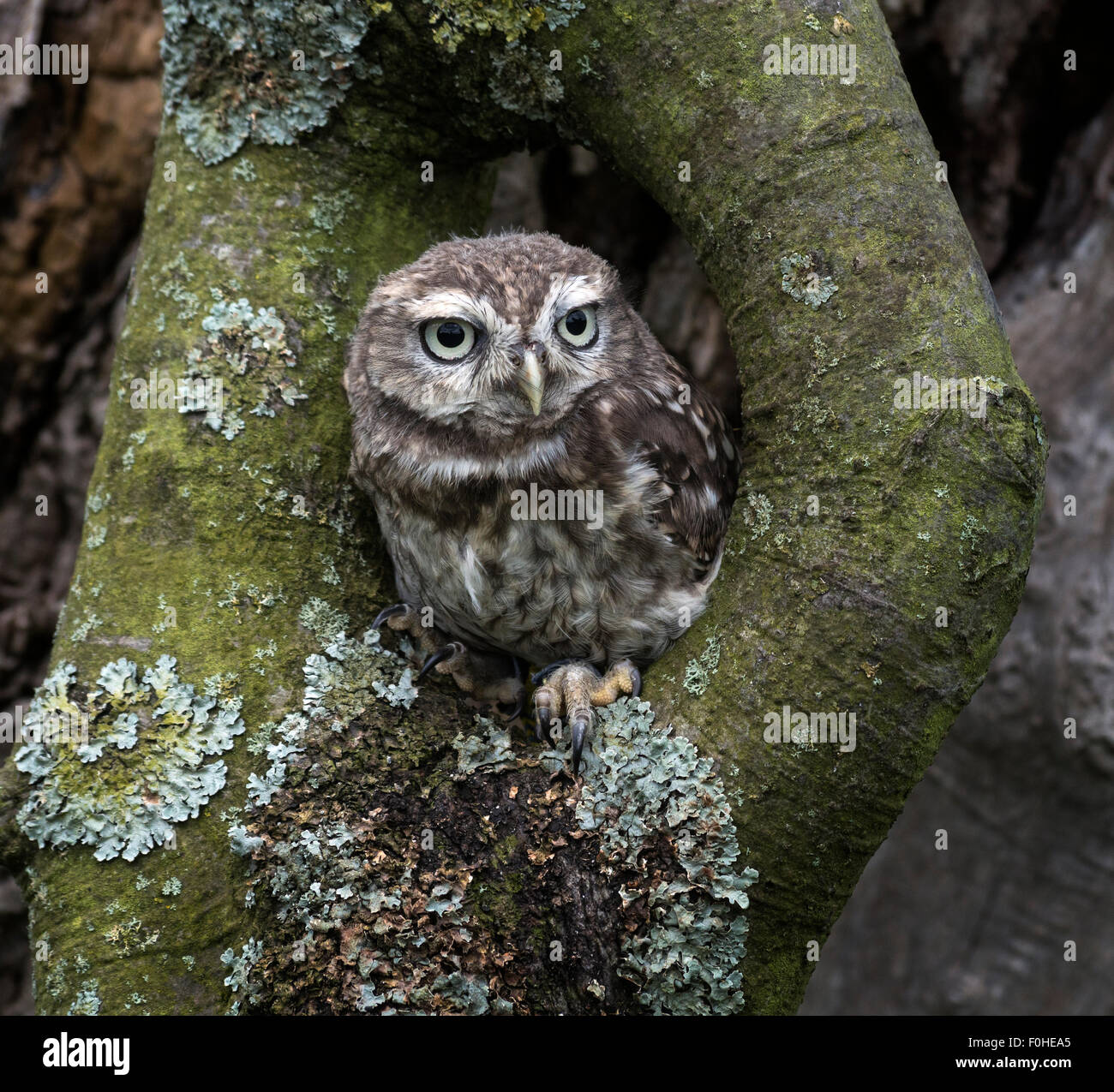 Chouette chevêche (Athene noctua). enfants. Des oiseaux en captivité. Banque D'Images