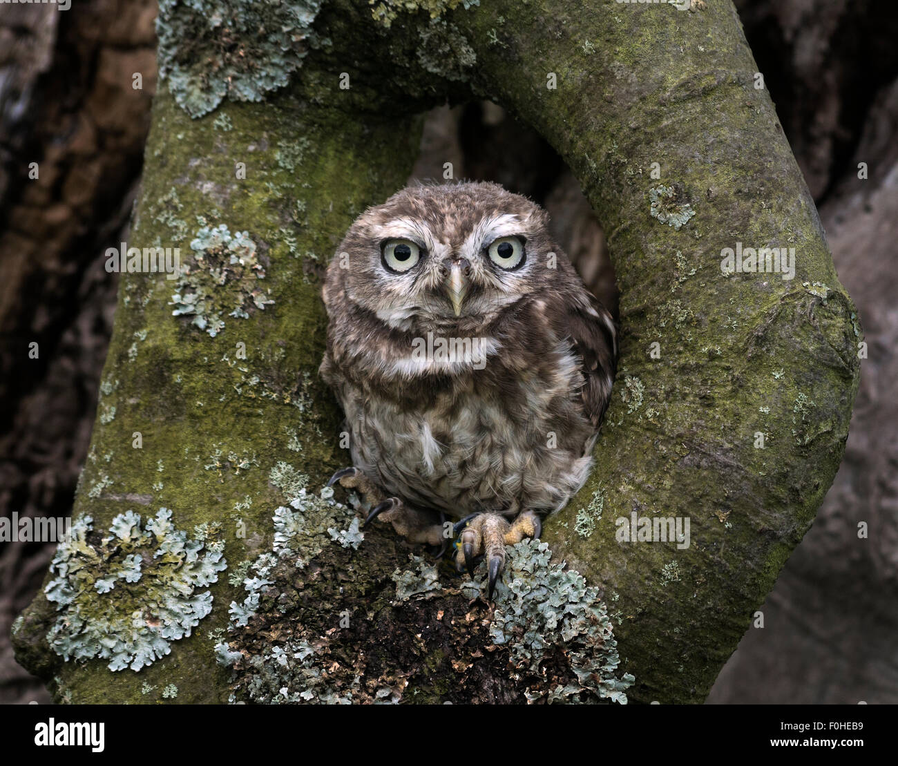 Chouette chevêche (Athene noctua). enfants. Des oiseaux en captivité. Banque D'Images