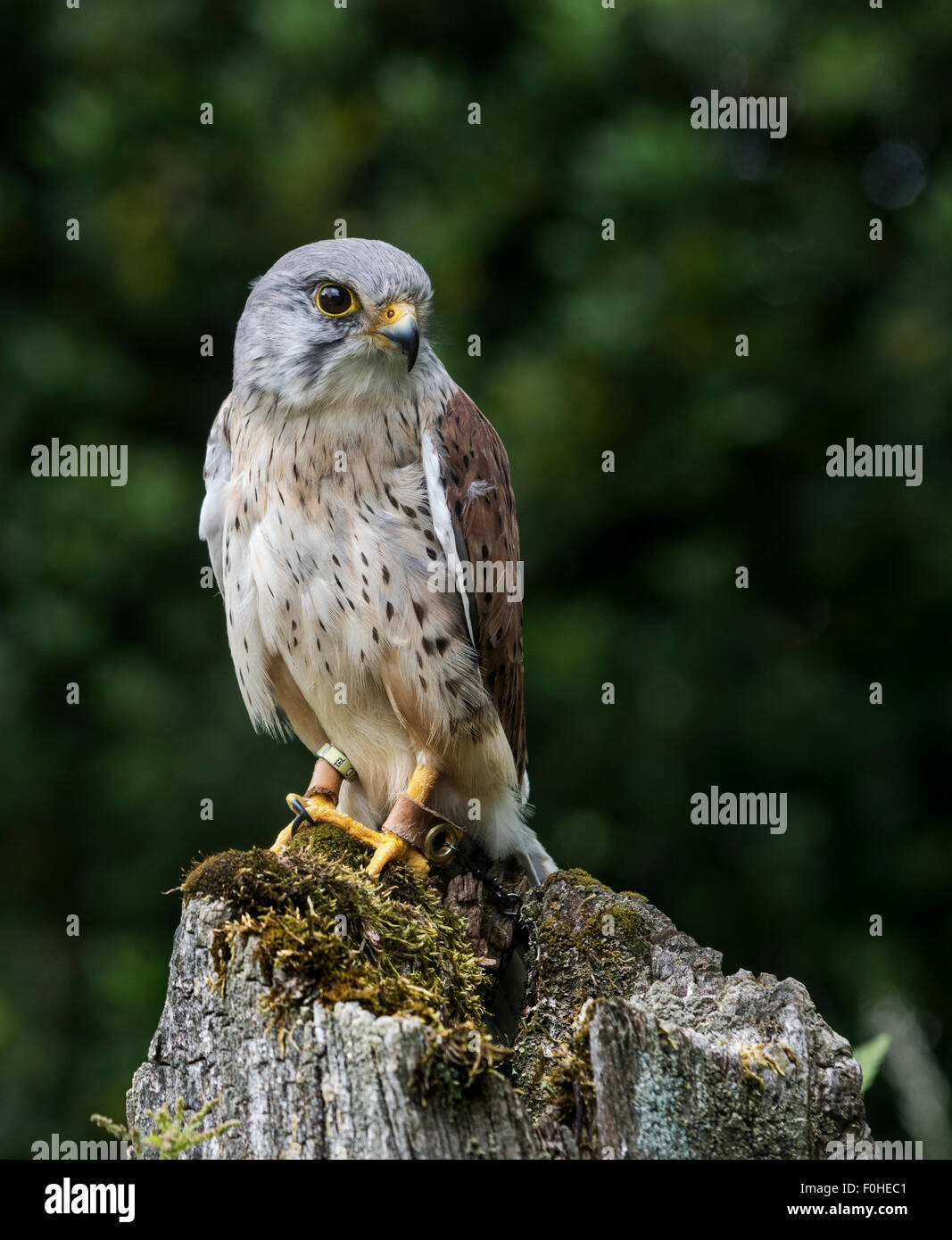 Kestrel captif portant jesses Banque D'Images