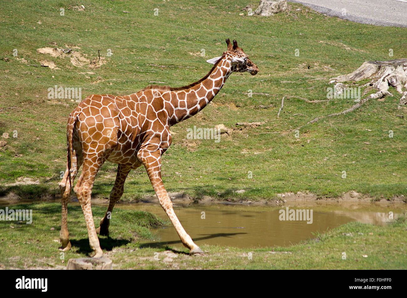 La girafe, le long cou des girafes au zoo, la girafe mange de l'herbe sur une branche Banque D'Images