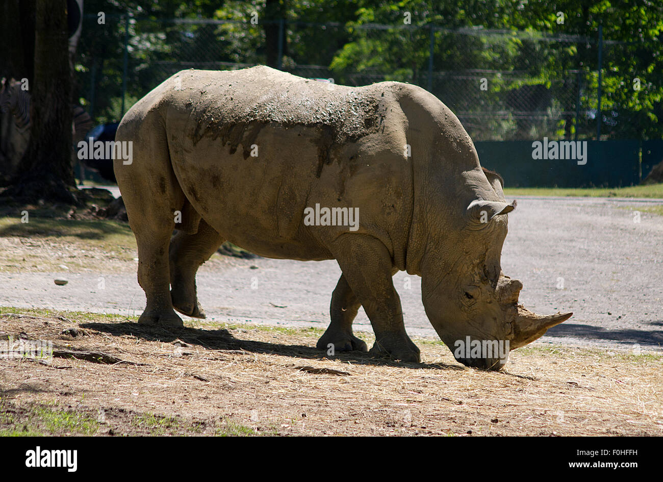 Museau rhinocéros dans l'avant-plan, le zoo rhino rhino, mange Banque D'Images