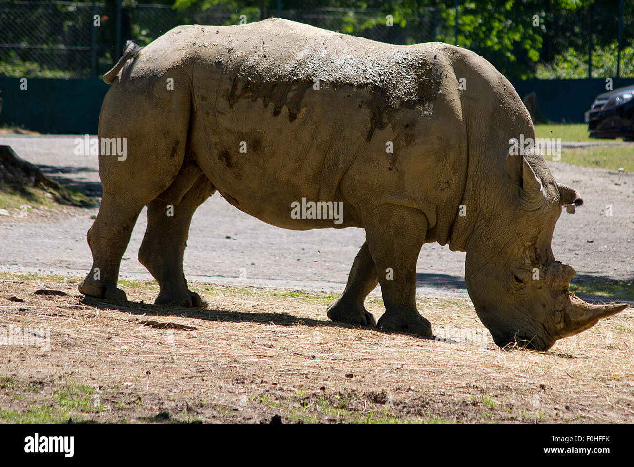 Museau rhinocéros dans l'avant-plan, le zoo rhino rhino, mange Banque D'Images