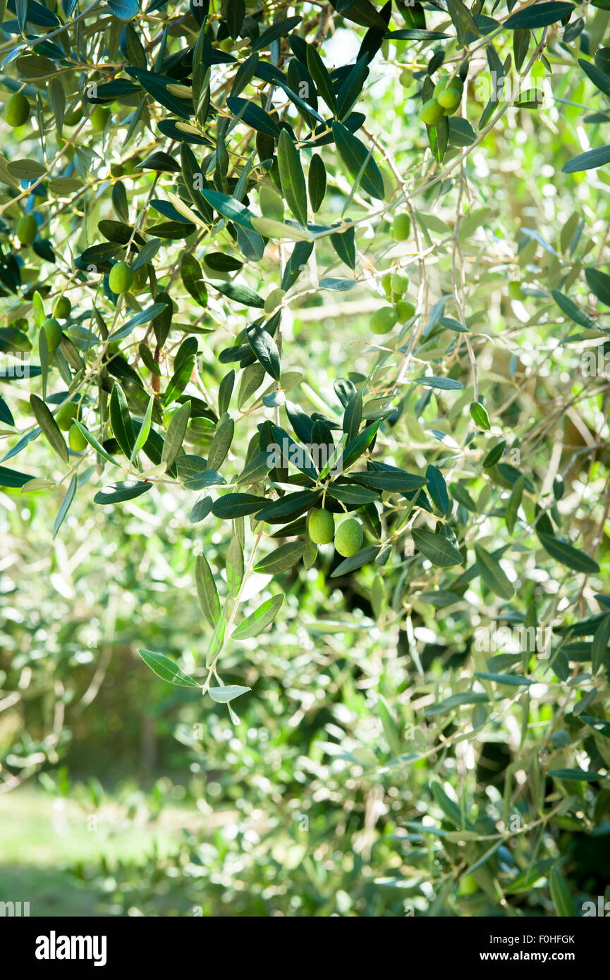 La direction générale de l'olivier détail certains fruits verts dans le champ Banque D'Images