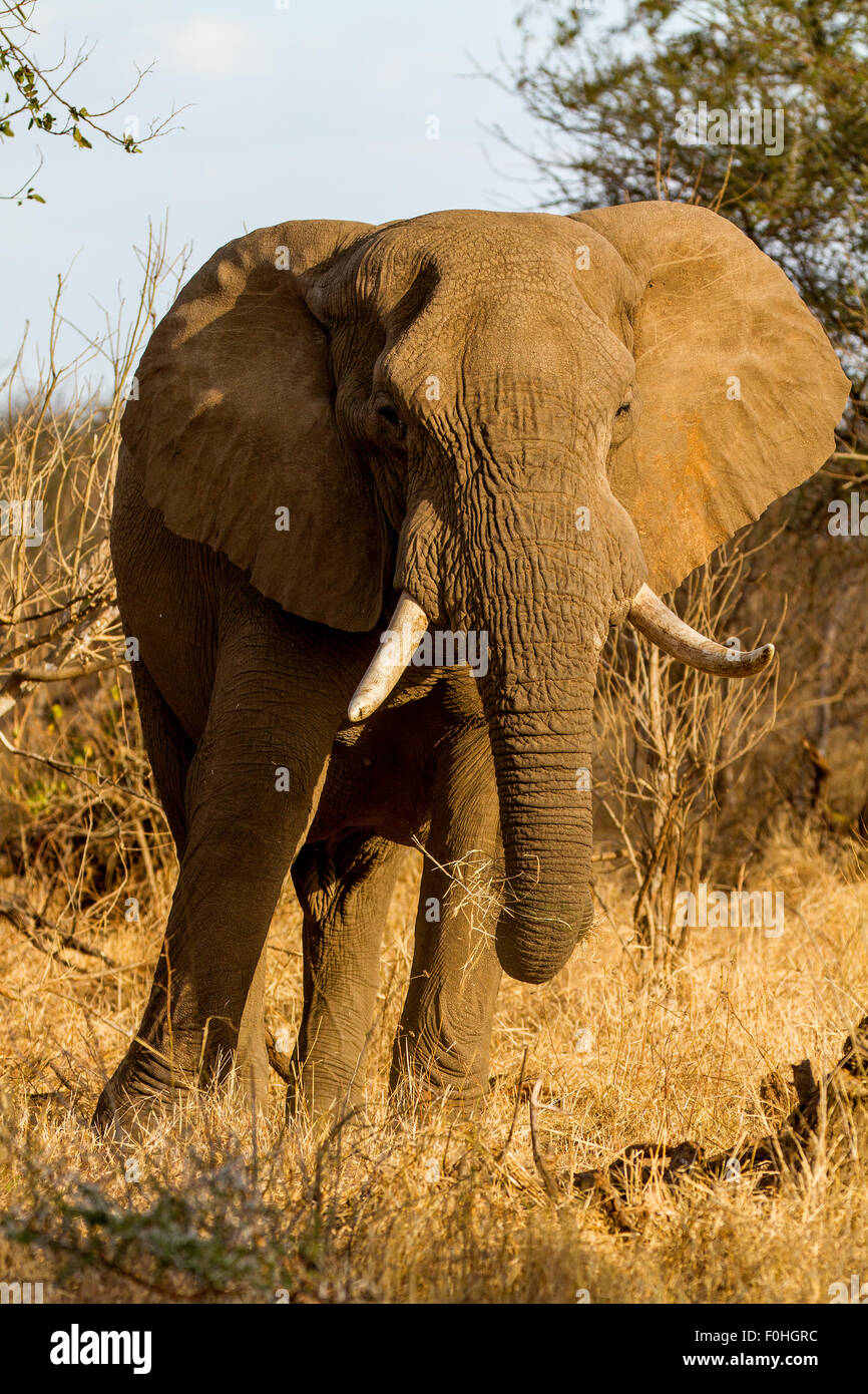 image d'éléphant unique Banque D'Images