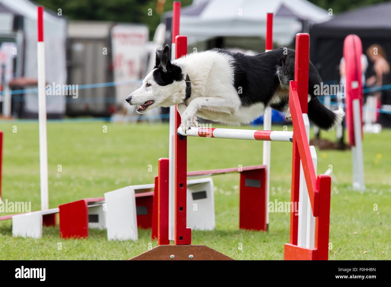 Le château de Rockingham, Northamptonshire, Angleterre. 16 août 2015. Dernier jour de la 11e journée internationale du Club Canin 4 l'Agilité Festival ouvert à toutes les races de chiens. Credit : Keith J Smith./Alamy Live News Banque D'Images