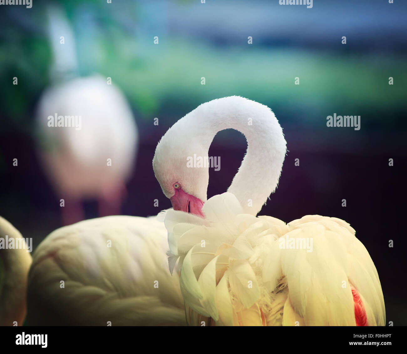 Flamingo blanc solitaire avec bec rose le contact visuel Banque D'Images