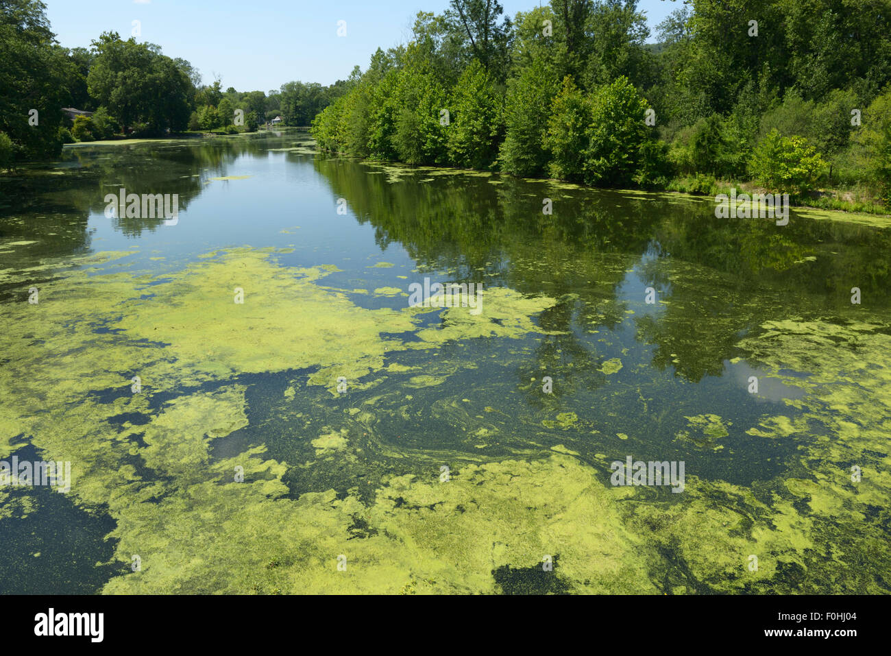 Algues résultant de l'eutrophisation, la rivière Ramapo, nord de la pollution de l'eau (New Jersey). Banque D'Images