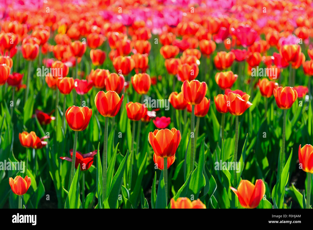 Tulipes rouges jardin au printemps Banque D'Images